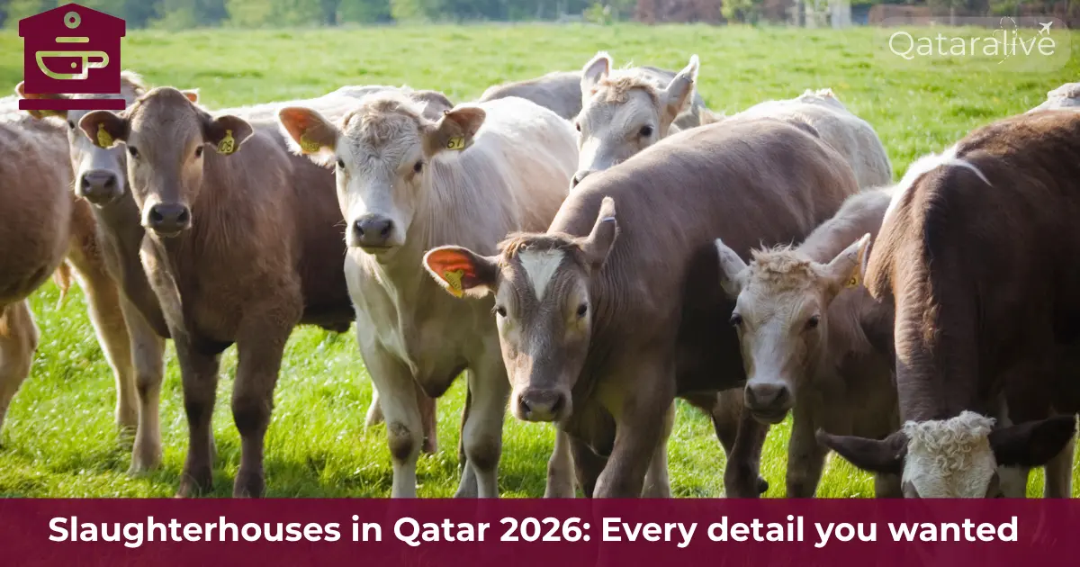 Slaughterhouses in Qatar 2026: Buy and sacrifice your animal with the Rules