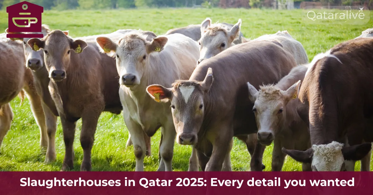 Slaughterhouses in Qatar 2025: Buy and sacrifice your animal with the Rules 1 Slaughterhouses in Qatar 2025 Every detail you wanted