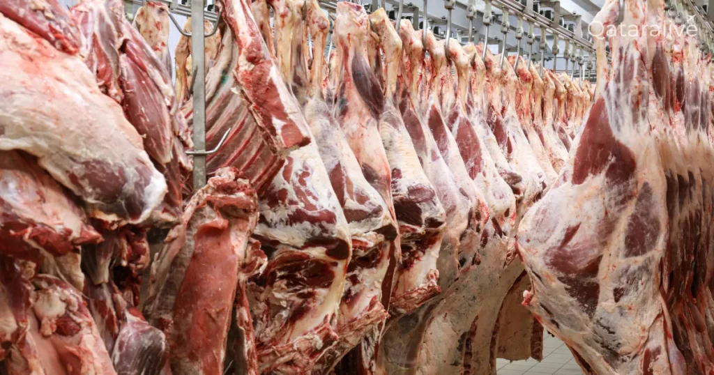 Slaughterhouses in Qatar 2025: Buy and sacrifice your animal with the Rules 4 animals for Eid al-Adha Qurbani