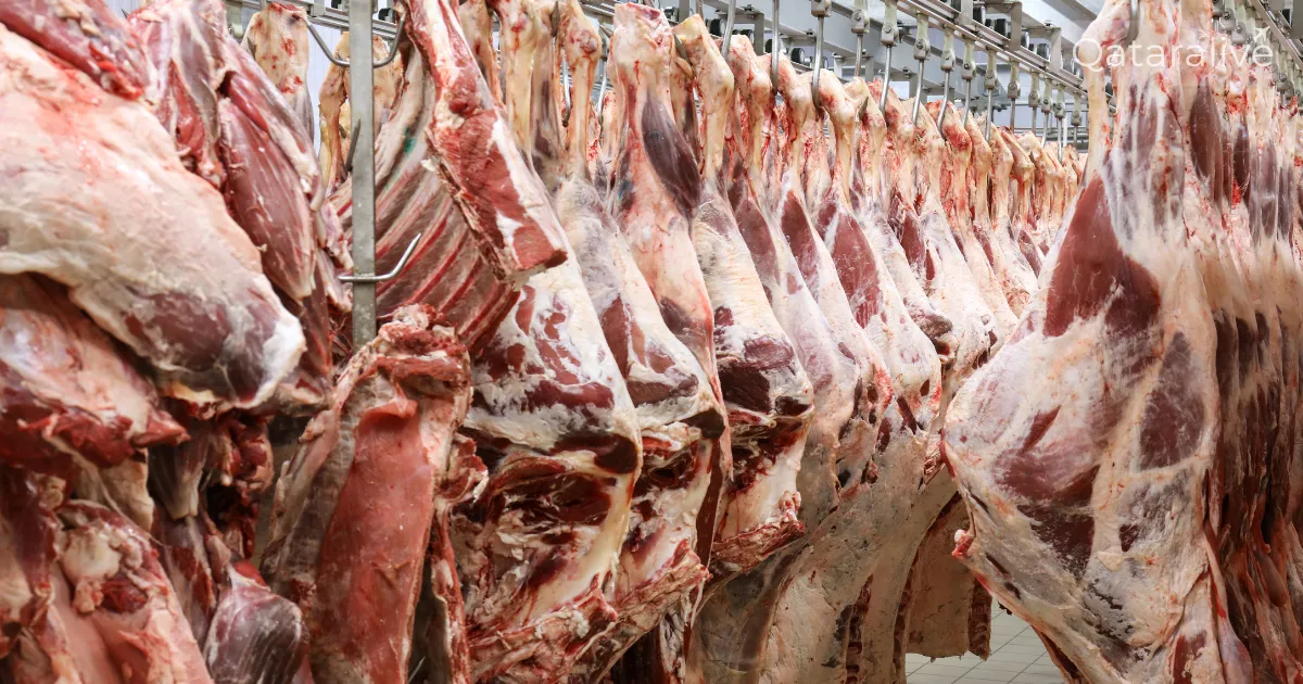animals for Eid al-Adha Qurbani