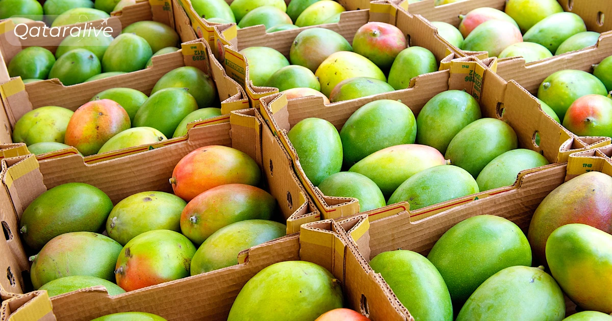Souq Waqif hosts 2nd edition of Pakistani mango festival 2 Scope of the Pakistani mango festival Hamba Exhibition 2025