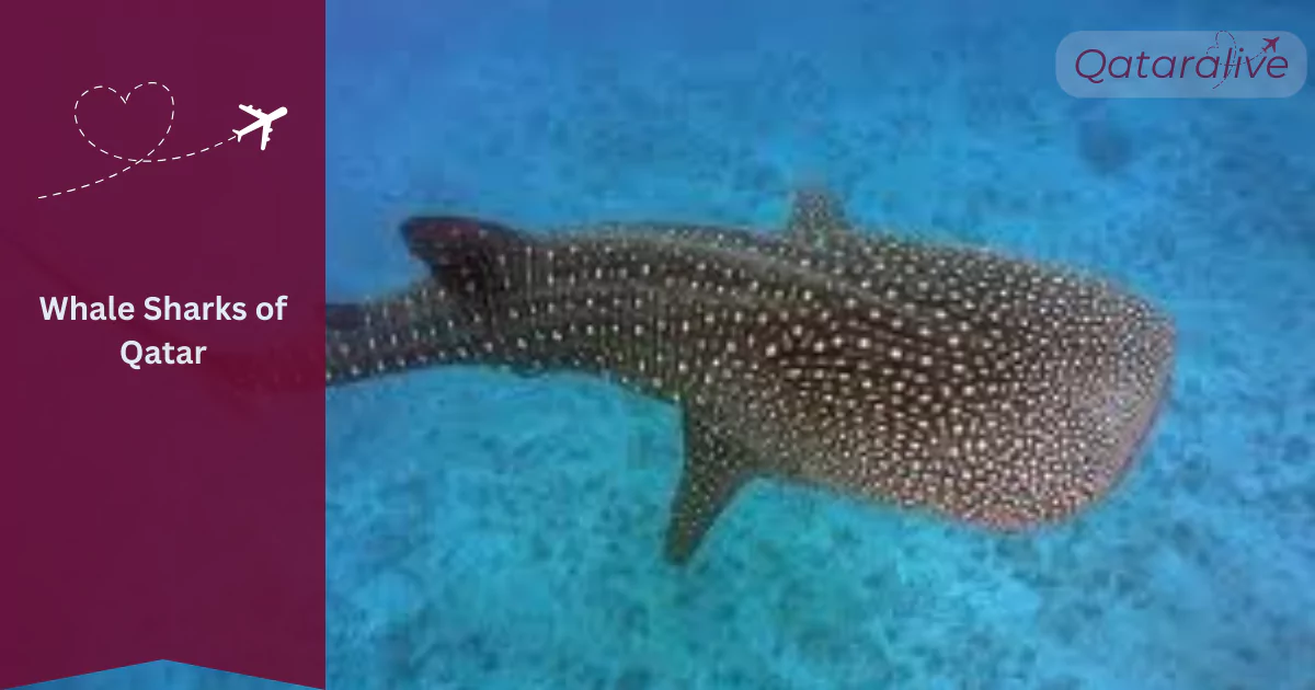 Whale Sharks of Qatar