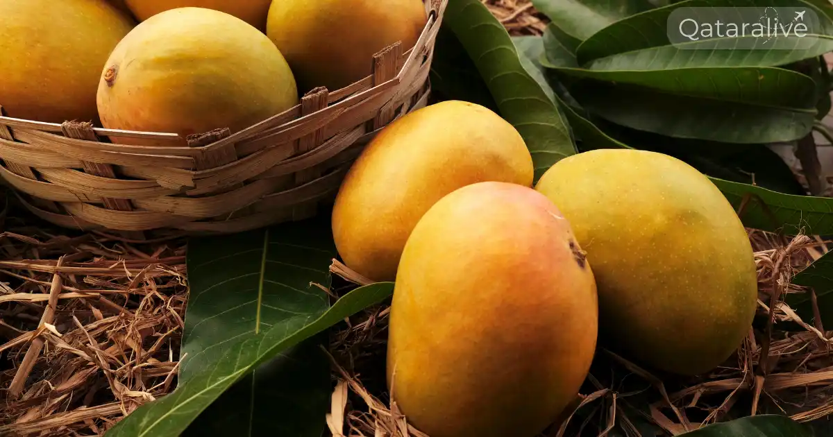 Indian Mango Festival 2026 Returns to Souq Waqif | Hamba Exhibition 2 Indian Mango Festival Qatar 2026
