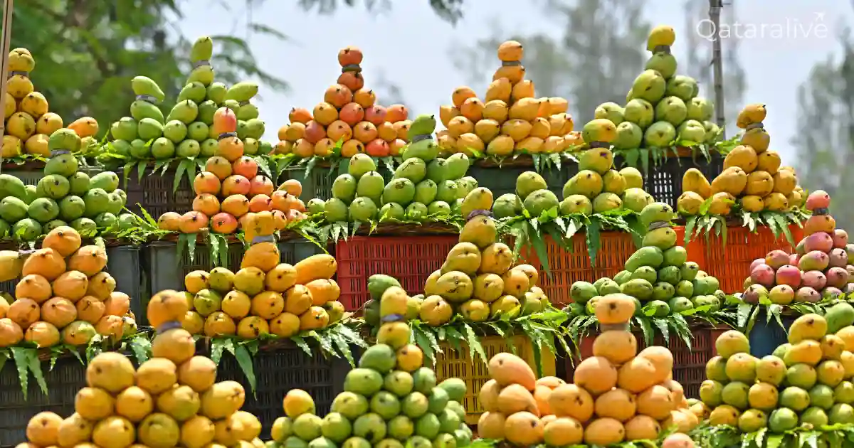 Indian Mango Festival 2026 Returns to Souq Waqif | Hamba Exhibition 3 More Than 40 Premium Mango Varieties on Display