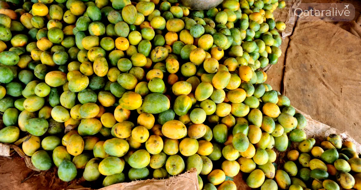 Pakistani Mango Festival 2026 Returns to Souq Waqif 3 Qatar Pakistani Mango Festival 2026